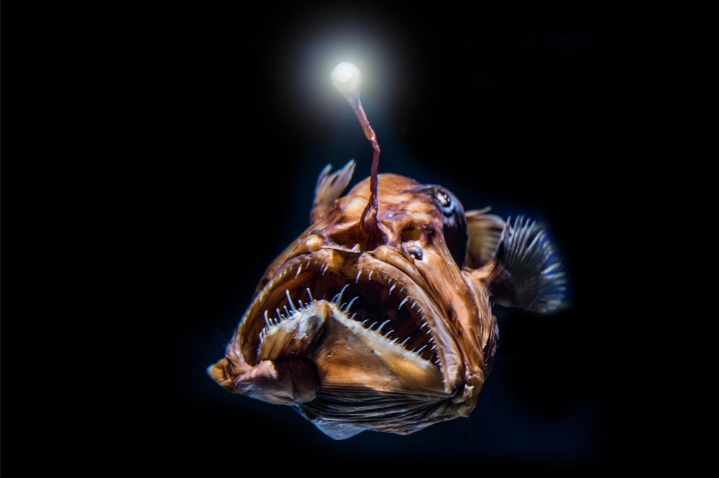 Dark deep-sea underwater environment where rare creatures live
